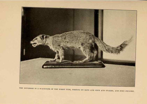 Reproducción/Reproduction 7409126198: The human side of animals,. New York,Frederick A. Stokes Company[c1918]