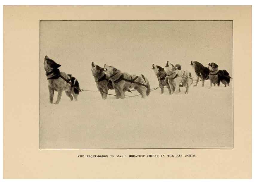 Reproducción/Reproduction 7409129408: The human side of animals,. New York,Frederick A. Stokes Company[c1918]
