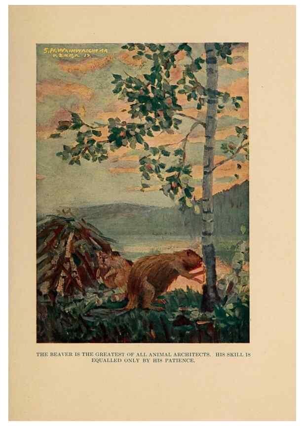 Reproducción/Reproduction 7409119624: The human side of animals,. New York,Frederick A. Stokes Company[c1918]