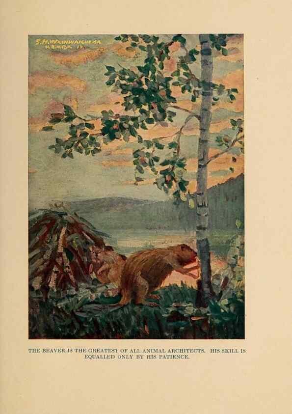 Reproducción/Reproduction 7409119624: The human side of animals,. New York,Frederick A. Stokes Company[c1918]