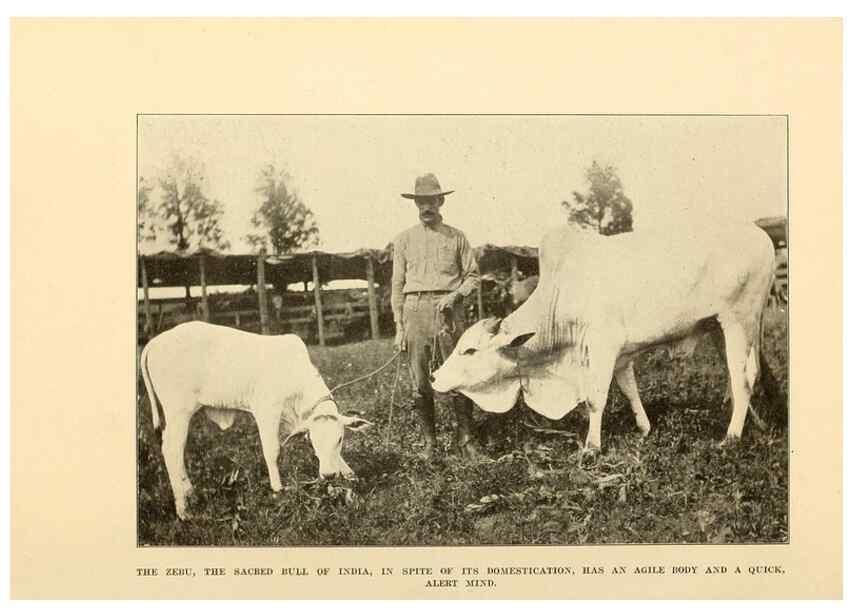Reproducción/Reproduction 7409107604: The human side of animals,. New York,Frederick A. Stokes Company[c1918]