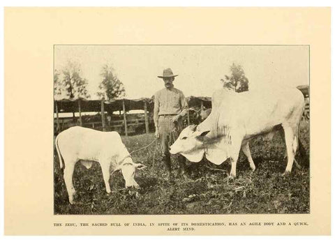 Reproducción/Reproduction 7409107604: The human side of animals,. New York,Frederick A. Stokes Company[c1918]
