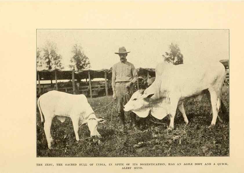Reproducción/Reproduction 7409107604: The human side of animals,. New York,Frederick A. Stokes Company[c1918]