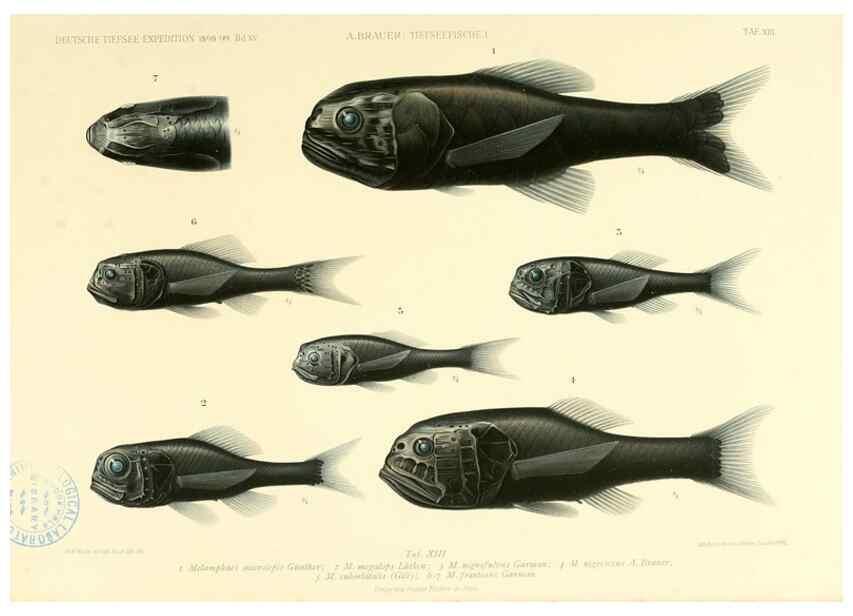 Reproducción/Reproduction 7413860822: Wissenschaftliche Ergebnisse der Deutschen Tiefsee-Expedition auf dem Dampfer ""Valdivia"" 1898-1899.. Jena,G. Fischer,1902-40.