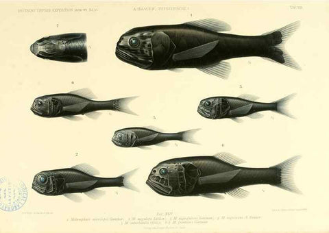 Reproducción/Reproduction 7413860822: Wissenschaftliche Ergebnisse der Deutschen Tiefsee-Expedition auf dem Dampfer ""Valdivia"" 1898-1899.. Jena,G. Fischer,1902-40.