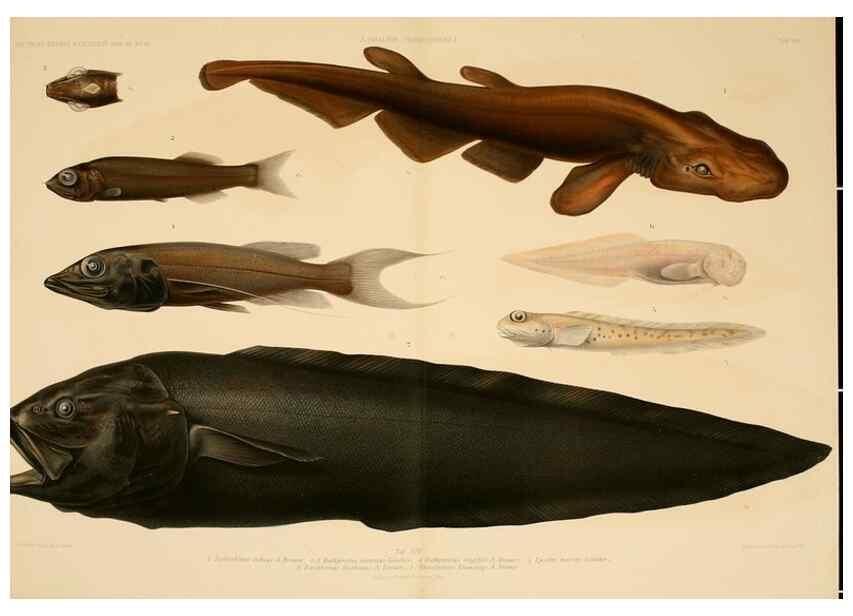 Reproducción/Reproduction 7413861774: Wissenschaftliche Ergebnisse der Deutschen Tiefsee-Expedition auf dem Dampfer ""Valdivia"" 1898-1899.. Jena,G. Fischer,1902-40.