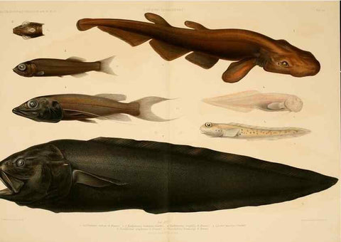 Reproducción/Reproduction 7413861774: Wissenschaftliche Ergebnisse der Deutschen Tiefsee-Expedition auf dem Dampfer ""Valdivia"" 1898-1899.. Jena,G. Fischer,1902-40.