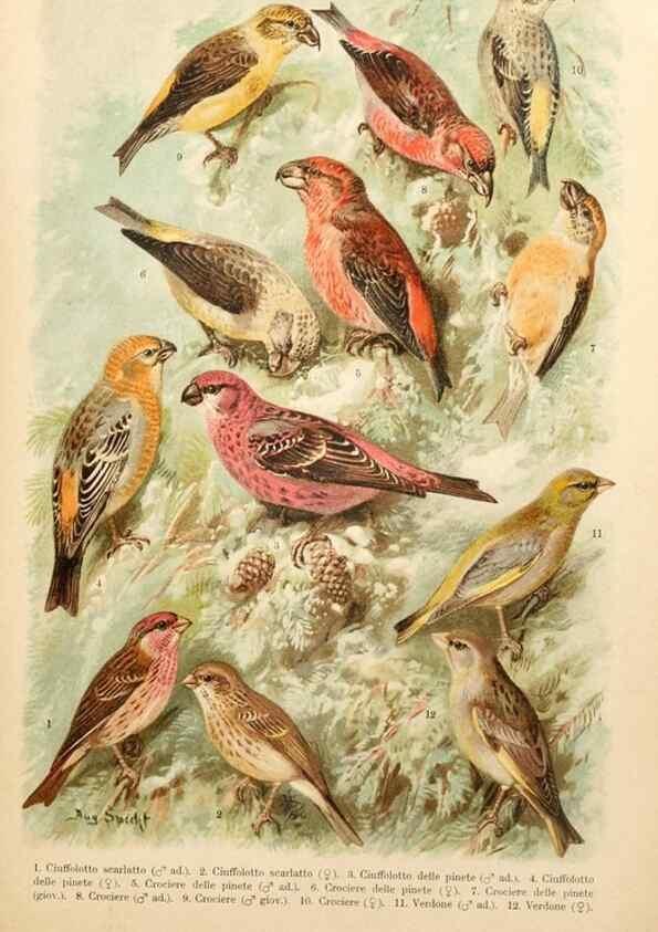 Reproducción/Reproduction 7413891274: Atlante ornitologico :. Milano :U. Hoepli,1902.