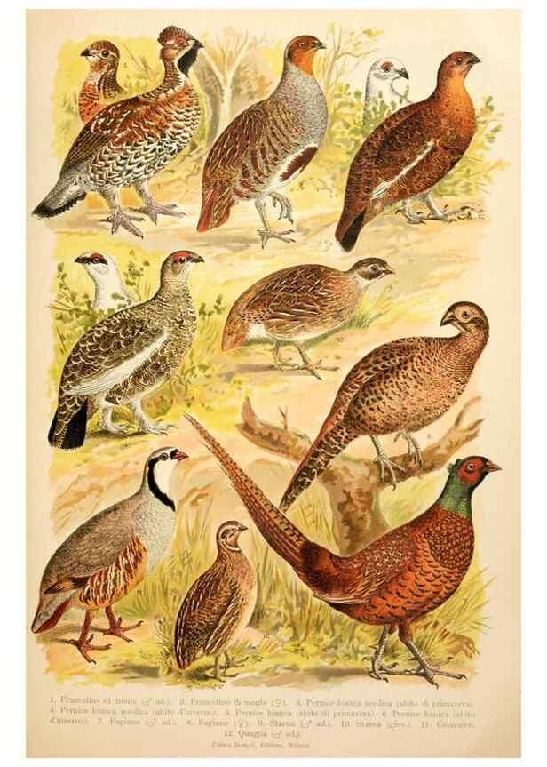 Reproducción/Reproduction 7413902928: Atlante ornitologico :. Milano :U. Hoepli,1902.