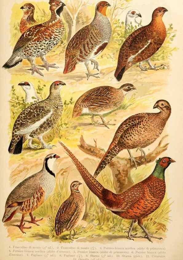 Reproducción/Reproduction 7413902928: Atlante ornitologico :. Milano :U. Hoepli,1902.