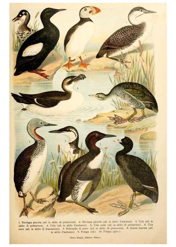 Reproducción/Reproduction 7413905194: Atlante ornitologico :. Milano :U. Hoepli,1902.