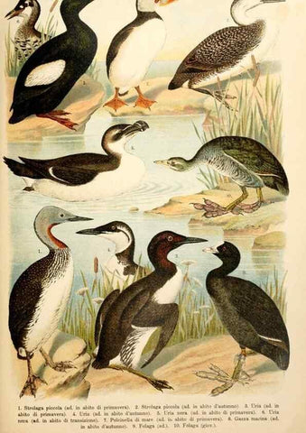 Reproducción/Reproduction 7413905194: Atlante ornitologico :. Milano :U. Hoepli,1902.
