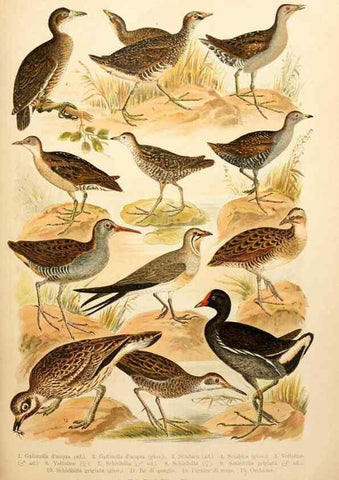 Reproducción/Reproduction 7413909116: Atlante ornitologico :. Milano :U. Hoepli,1902.