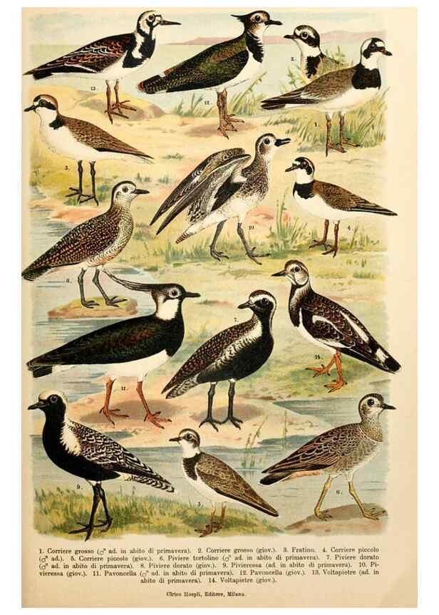 Reproducción/Reproduction 7413915760: Atlante ornitologico :. Milano :U. Hoepli,1902.
