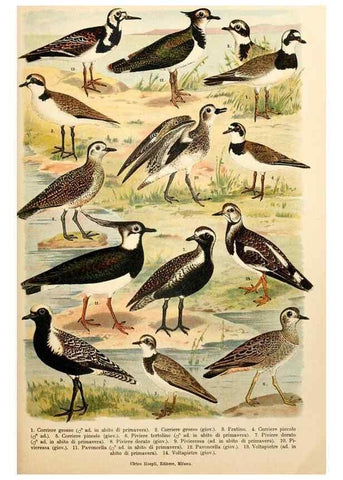 Reproducción/Reproduction 7413915760: Atlante ornitologico :. Milano :U. Hoepli,1902.
