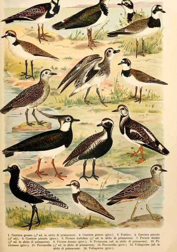 Reproducción/Reproduction 7413915760: Atlante ornitologico :. Milano :U. Hoepli,1902.