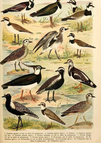 Reproducción/Reproduction 7413915760: Atlante ornitologico :. Milano :U. Hoepli,1902.