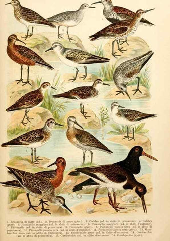 Reproducción/Reproduction 7413917516: Atlante ornitologico :. Milano :U. Hoepli,1902.