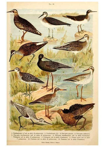 Reproducción/Reproduction 7413919170: Atlante ornitologico :. Milano :U. Hoepli,1902.