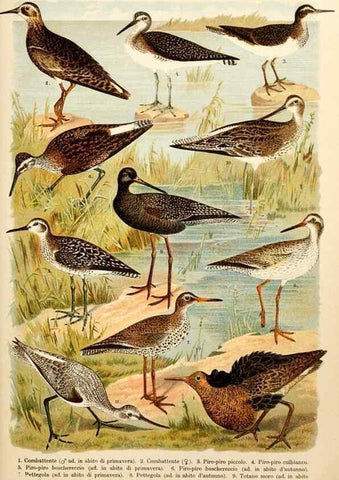 Reproducción/Reproduction 7413919170: Atlante ornitologico :. Milano :U. Hoepli,1902.