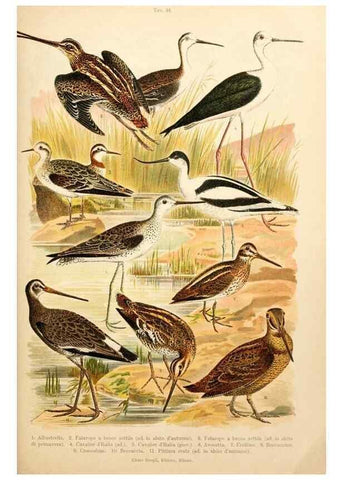 Reproducción/Reproduction 7413920610: Atlante ornitologico :. Milano :U. Hoepli,1902.