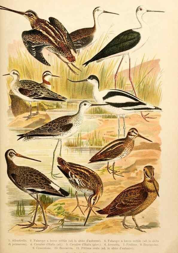 Reproducción/Reproduction 7413920610: Atlante ornitologico :. Milano :U. Hoepli,1902.