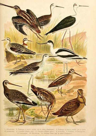 Reproducción/Reproduction 7413920610: Atlante ornitologico :. Milano :U. Hoepli,1902.