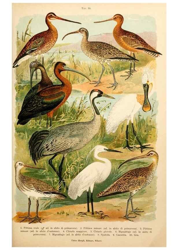 Reproducción/Reproduction 7413922180: Atlante ornitologico :. Milano :U. Hoepli,1902.