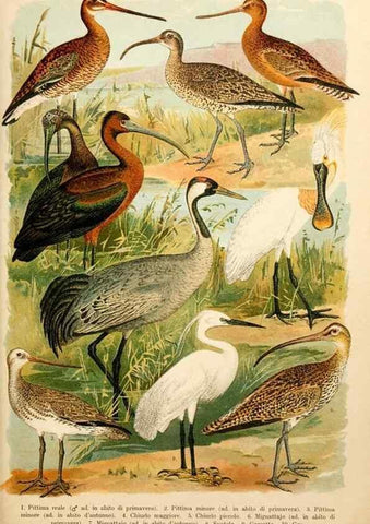 Reproducción/Reproduction 7413922180: Atlante ornitologico :. Milano :U. Hoepli,1902.