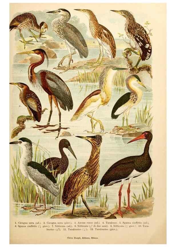 Reproducción/Reproduction 7413923956: Atlante ornitologico :. Milano :U. Hoepli,1902.