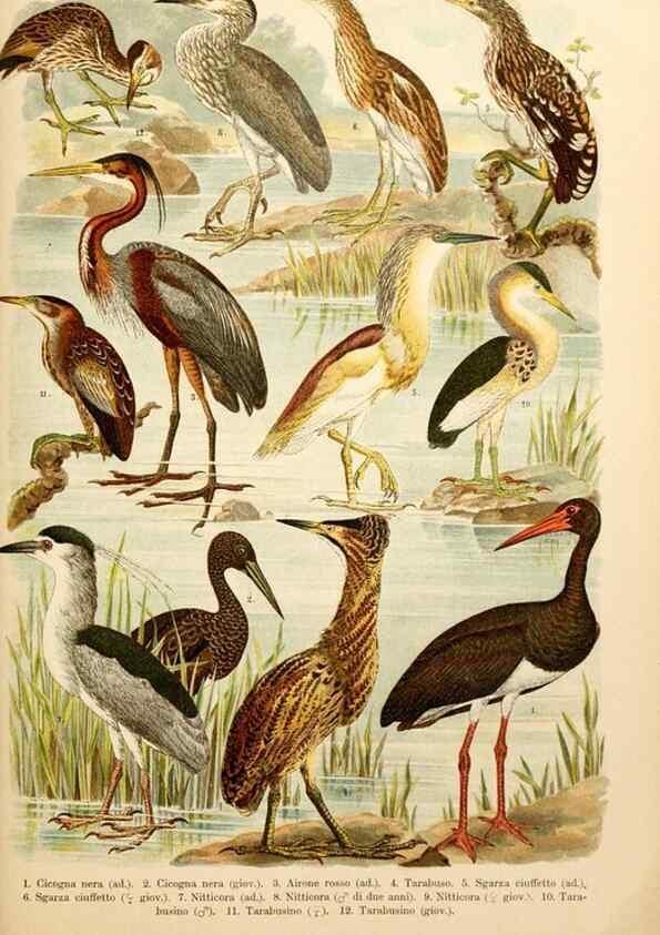 Reproducción/Reproduction 7413923956: Atlante ornitologico :. Milano :U. Hoepli,1902.
