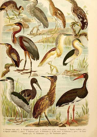 Reproducción/Reproduction 7413923956: Atlante ornitologico :. Milano :U. Hoepli,1902.