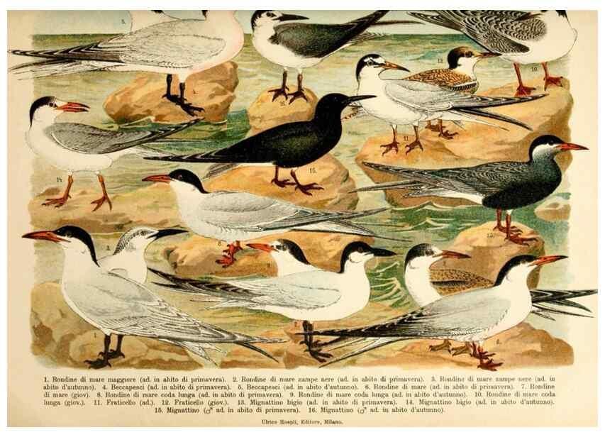 Reproducción/Reproduction 7413925794: Atlante ornitologico :. Milano :U. Hoepli,1902.