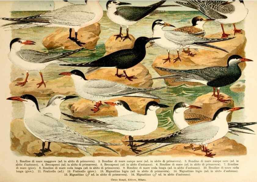 Reproducción/Reproduction 7413925794: Atlante ornitologico :. Milano :U. Hoepli,1902.