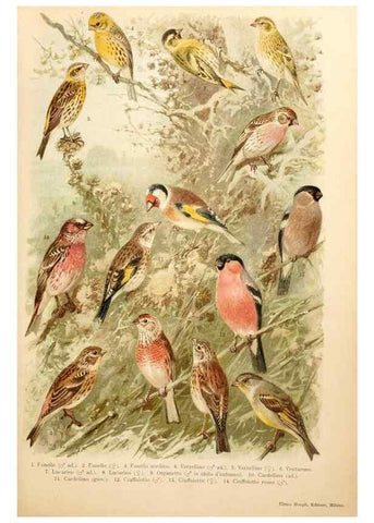 Reproducción/Reproduction 7413889480: Atlante ornitologico :. Milano :U. Hoepli,1902.