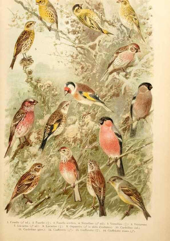 Reproducción/Reproduction 7413889480: Atlante ornitologico :. Milano :U. Hoepli,1902.