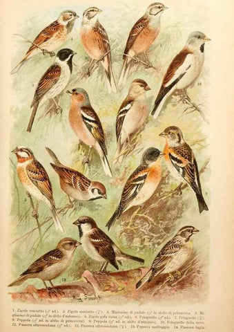 Reproducción/Reproduction 7413887834: Atlante ornitologico :. Milano :U. Hoepli,1902.