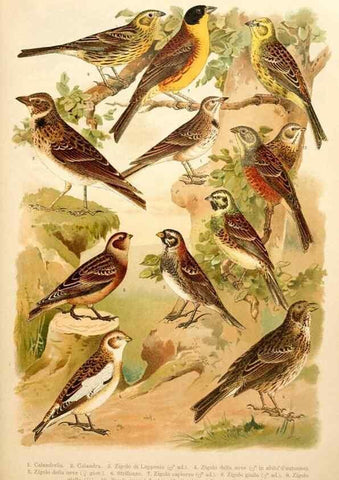 Reproducción/Reproduction 7413886262: Atlante ornitologico :. Milano :U. Hoepli,1902.