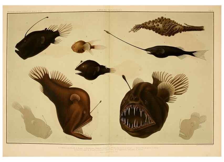 Reproducción/Reproduction 7413862480: Wissenschaftliche Ergebnisse der Deutschen Tiefsee-Expedition auf dem Dampfer ""Valdivia"" 1898-1899.. Jena,G. Fischer,1902-40.