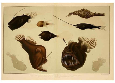 Reproducción/Reproduction 7413862480: Wissenschaftliche Ergebnisse der Deutschen Tiefsee-Expedition auf dem Dampfer ""Valdivia"" 1898-1899.. Jena,G. Fischer,1902-40.