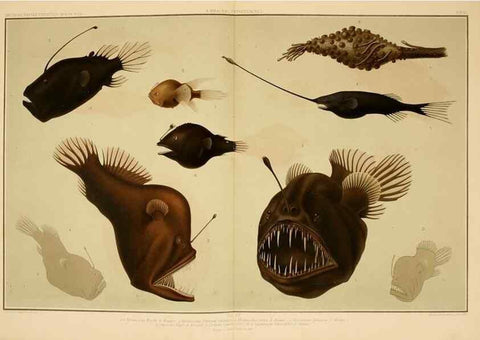 Reproducción/Reproduction 7413862480: Wissenschaftliche Ergebnisse der Deutschen Tiefsee-Expedition auf dem Dampfer ""Valdivia"" 1898-1899.. Jena,G. Fischer,1902-40.