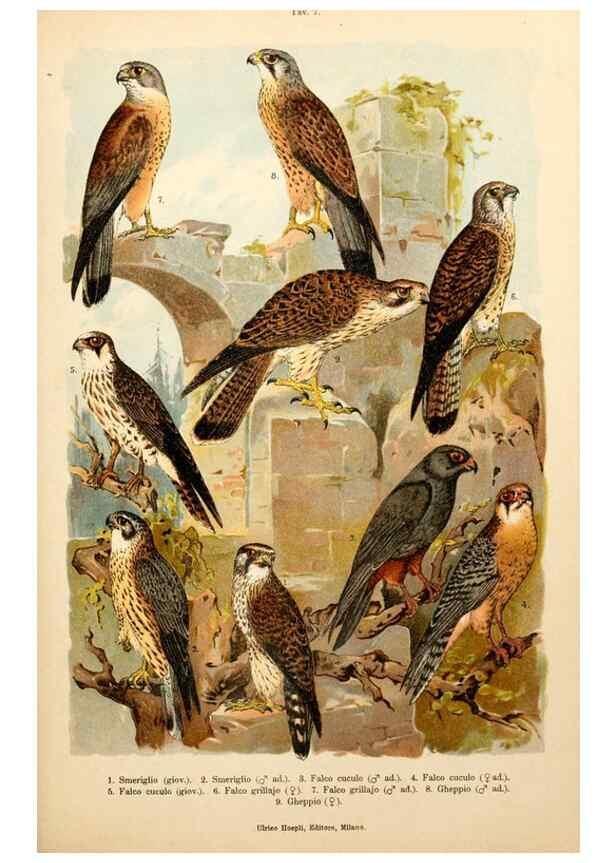 Reproducción/Reproduction 7413862764: Atlante ornitologico :. Milano :U. Hoepli,1902.