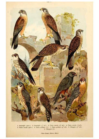 Reproducción/Reproduction 7413862764: Atlante ornitologico :. Milano :U. Hoepli,1902.