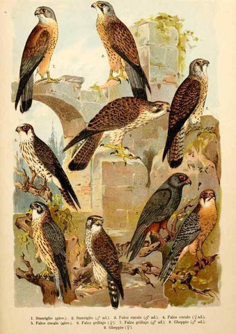Reproducción/Reproduction 7413862764: Atlante ornitologico :. Milano :U. Hoepli,1902.