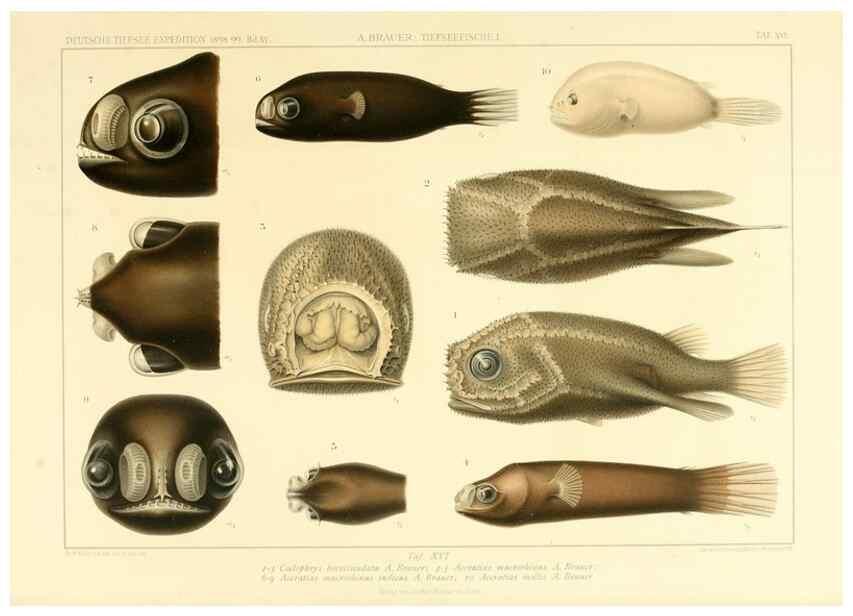 Reproducción/Reproduction 7413863312: Wissenschaftliche Ergebnisse der Deutschen Tiefsee-Expedition auf dem Dampfer ""Valdivia"" 1898-1899.. Jena,G. Fischer,1902-40.