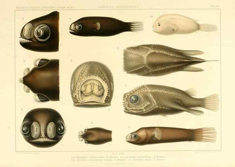 Reproducción/Reproduction 7413863312: Wissenschaftliche Ergebnisse der Deutschen Tiefsee-Expedition auf dem Dampfer ""Valdivia"" 1898-1899.. Jena,G. Fischer,1902-40.