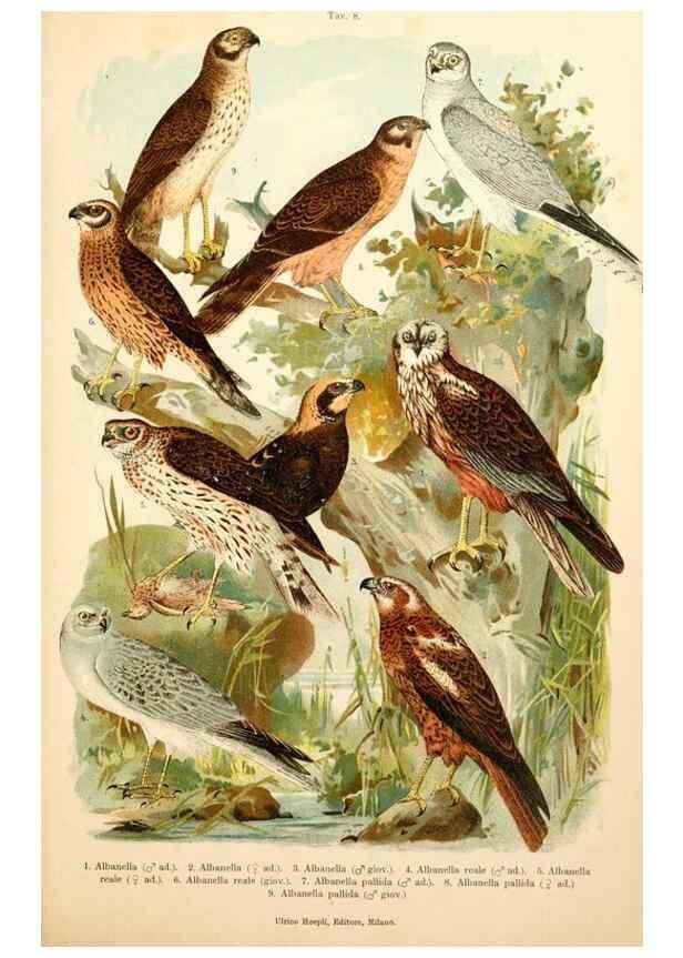 Reproducción/Reproduction 7413864416: Atlante ornitologico :. Milano :U. Hoepli,1902.