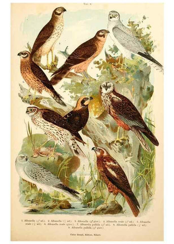 Reproducción/Reproduction 7413864416: Atlante ornitologico :. Milano :U. Hoepli,1902.
