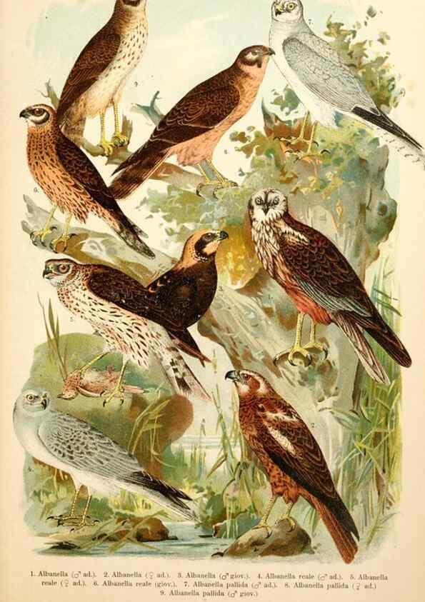 Reproducción/Reproduction 7413864416: Atlante ornitologico :. Milano :U. Hoepli,1902.