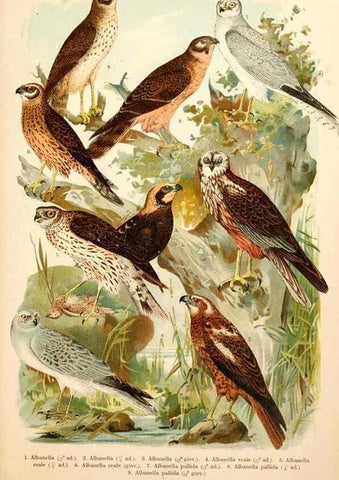 Reproducción/Reproduction 7413864416: Atlante ornitologico :. Milano :U. Hoepli,1902.